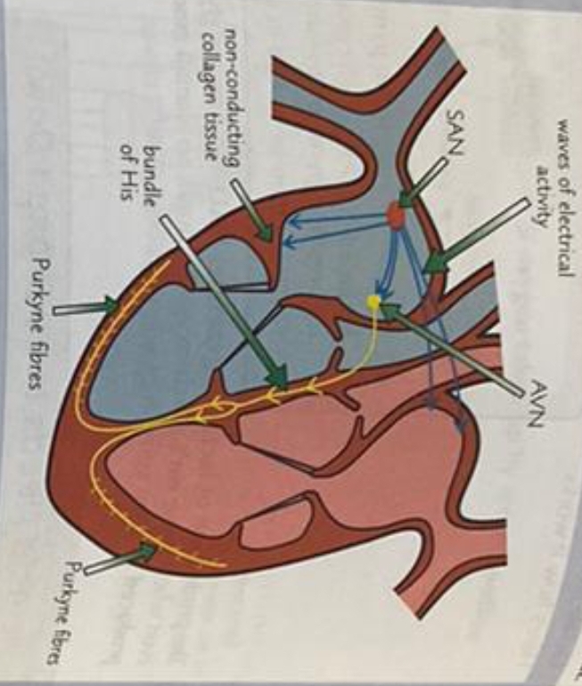 <p>Passing the waves of electrical activity on to the Bundle of His</p>