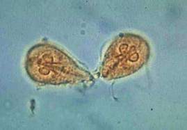 Name the specimen