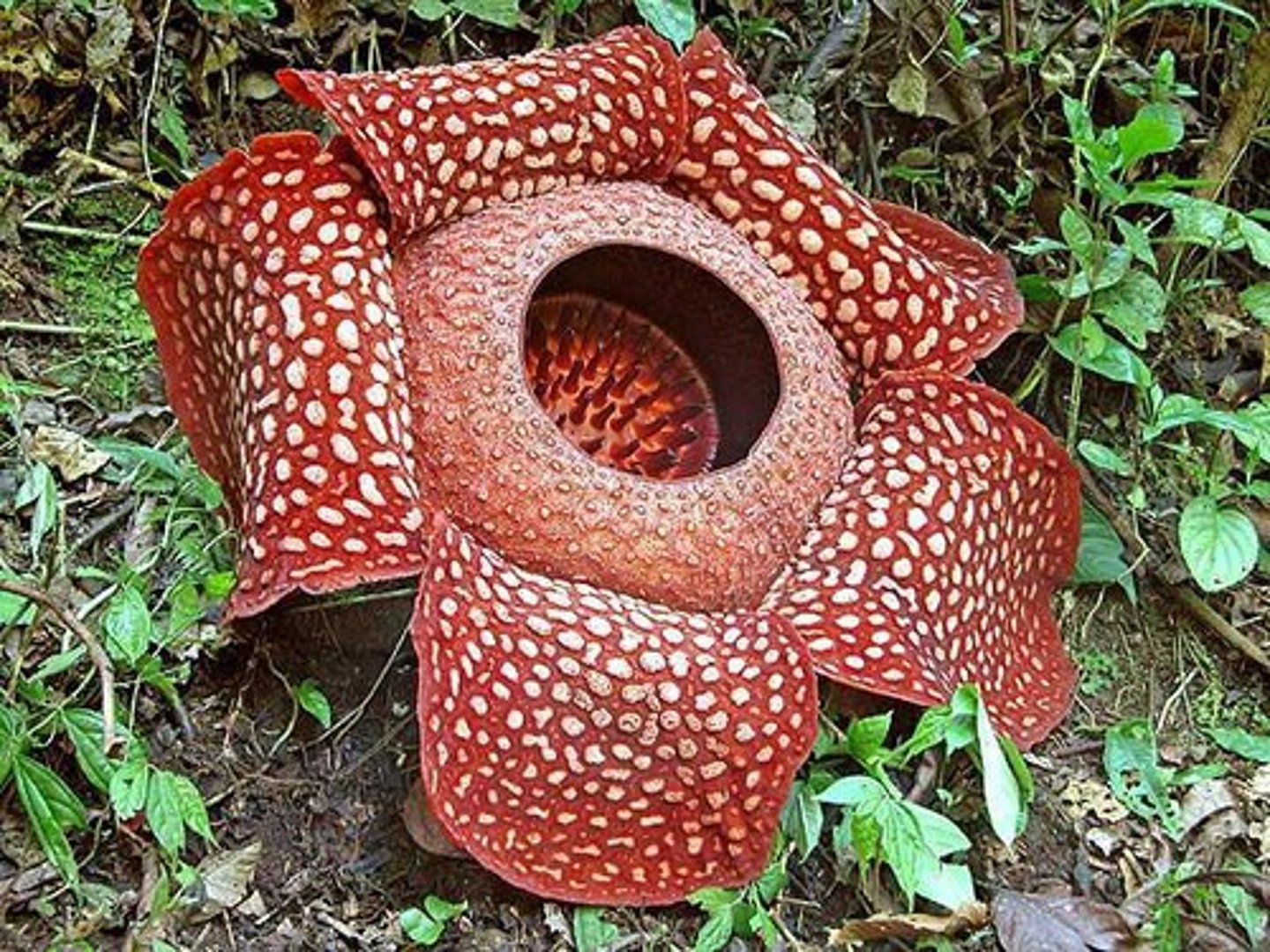<p>largest bloom in the world (~1 m)</p>