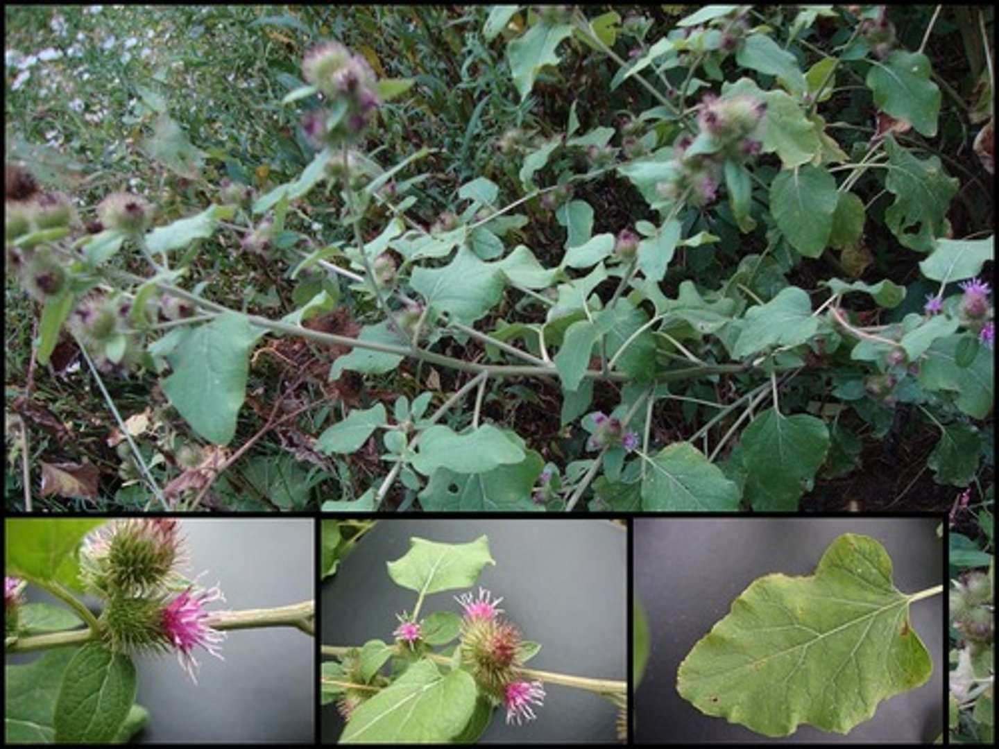 <p>Common burdock</p>