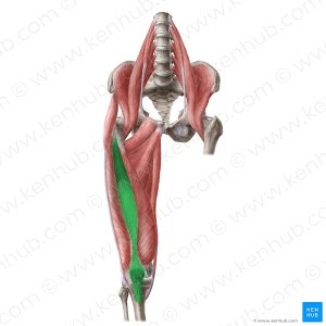 Identify what muscle is highlighted in green 