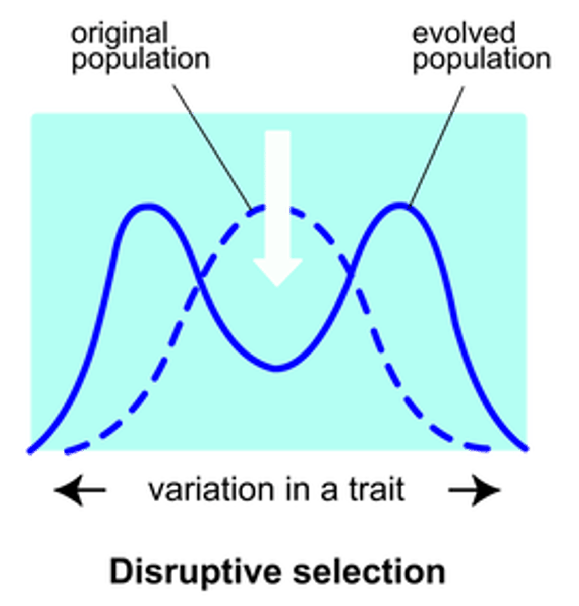 <p>- Individuals with alleles for either extreme of a trait have a selective advantage.</p><p>- The frequency of alleles for both extremes increases, while alleles for average traits decrease.</p><p>- This type of selection can result in speciation.</p>