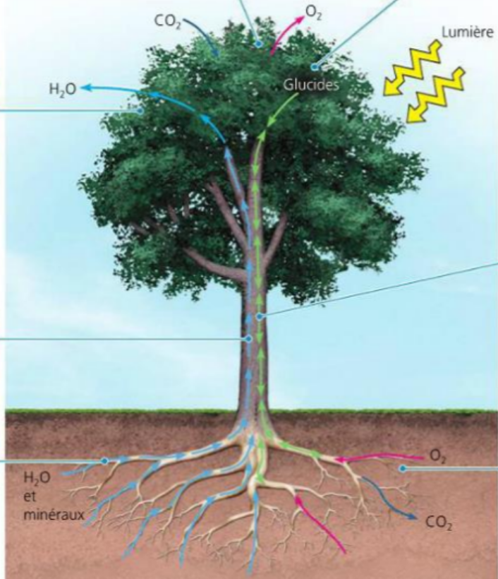 <p>La photosynthèse <span style="background-color: transparent;">est une réaction <strong>oxygénique</strong> : elle permet, grâce à l’énergie lumineuse<strong> </strong>(réaction <strong>[?])</strong>, de <strong>réduire le </strong></span>carbone du CO2 <span style="background-color: transparent;">pour <strong>former des composés organiques (glucides)</strong>, tout en<strong> libérant de l’O2</strong>.&nbsp; CO2 + H2O ->&nbsp; (Ch2O)n + O2</span></p>
