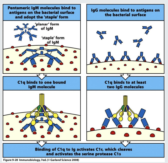 <p>IgG and IgM can ‘fix’ complement when they bind to a surface (of a bacterium for example). This<u> </u><strong><u>initiates the complement cascade</u></strong><u> </u>that results in the production of <strong>proinflammatory </strong>molecules and formation of the<strong> membrane attack complex</strong></p><p><strong>planar → staple conformation of Ig<u>M</u> →</strong><em>C1q is able to identify the change in conformation&nbsp;</em></p><p>C1q can also recognise bound IGg - binds to at least 2&nbsp;</p>