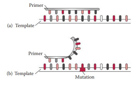 Null allele. An allele present in the sample failed to be amplified by one of the primer sets as a result of a rare mutation at the primer-binding sequence of the flanking region: (a) wild type and (b) mutation.