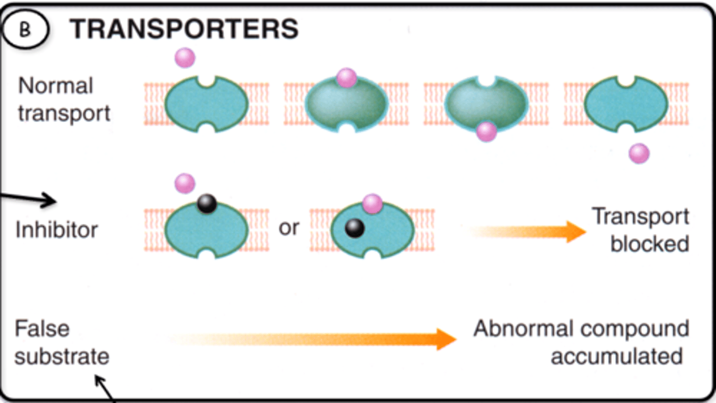 <p>Inhibitor:</p><p>-Molecule binds to the transporter and prevents further transport</p><p>False substrate:</p><p>-Usually has higher affinity than the substrate, competitively inhibits the substrate but when absorbed has NO effect on the target cell</p>