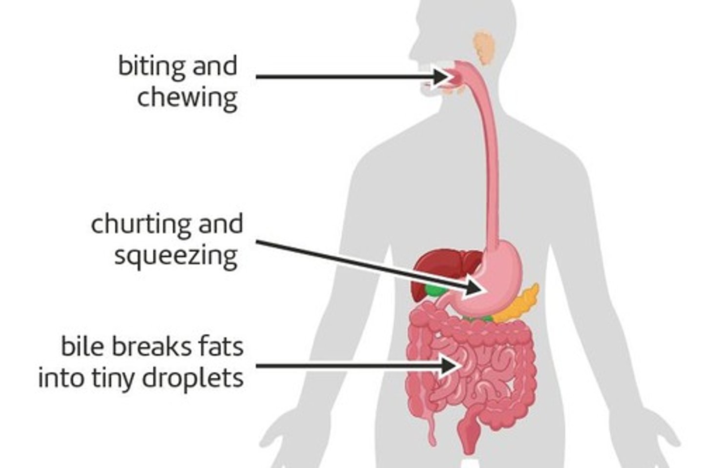 <p>A muscular pouch that churns and squeezes food into liquid.</p>