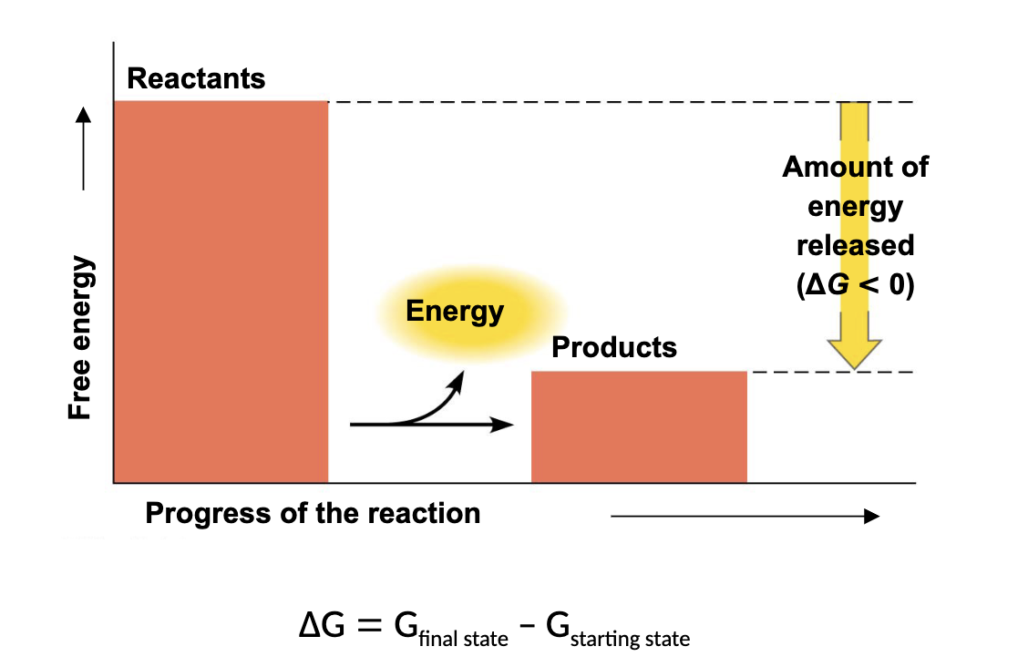 <p>what kind of reaction is this</p>