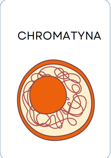 <p>CHROMATYNA</p>