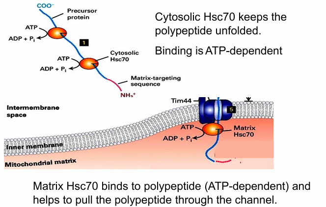 <p>Instance 1: </p><ul><li><p>Mitochondrial proteins first are translated in cytosol </p></li><li><p>They must remain unfolded to fit through Tom and Tim translocons </p></li><li><p>So they’re grabbed by cytosolic chaperone proteins (Hsc70) to keep them unfolded</p></li><li><p>Hsc functions requires ATP hydrolysis </p></li></ul><p></p><p>Instance 2: </p><ul><li><p>ATP hydrolysis needed in mitochondria during protein transport </p></li><li><p>Matrix Hsc70 grab unfolded protein as it enters matrix </p></li><li><p>Prevents the protein from moving backwards </p></li><li><p>ATP hydrolysis conformationally changes Hsc70 that will pull the protein into the matrix&nbsp;</p></li><li><p>Another Hsc70 comes to bind, enabling the full protein to be pulled through&nbsp;</p></li></ul><p></p>