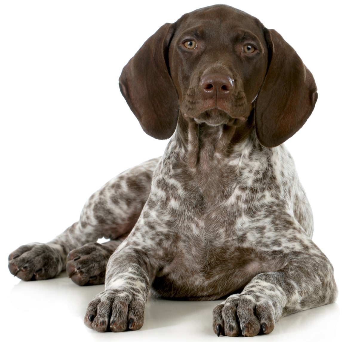 <p>German Shorthaired pointer</p>