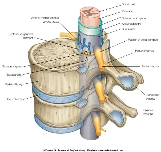 <ul><li><p>Pia mater</p><ul><li><p>inner most layer, adherent to the spinal cord</p></li></ul></li><li><p>arachnoid mater</p><ul><li><p>middle layer: seperated from the pia by the subarachnoid space which contains the CSF</p></li></ul></li><li><p>dura mater</p><ul><li><p>outermost thick layer: continous with the cranial dura and tapers as the filum terminale to attach to posterior coccyx</p></li></ul></li></ul><p></p>