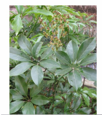 <p>NGŨ GIA BÌ CHÂN CHIM</p>