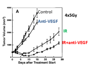 <p>Tumor shrinkage may be enhanced, as neutralizing VEGF can improve oxygen delivery and reduce hypoxia, making cancer cells more susceptible to radiation. </p>