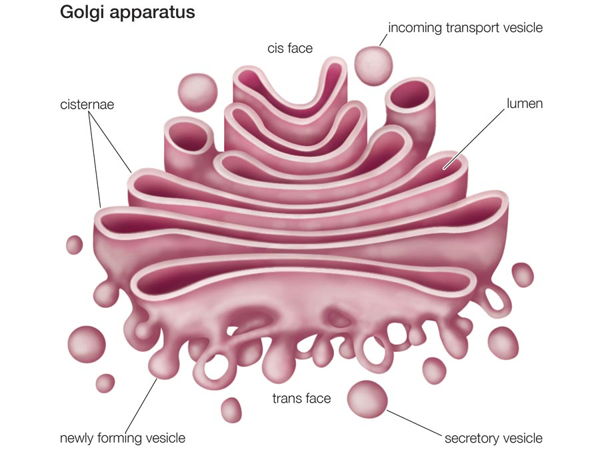stack of flattened sacs

* __cisternae__: individual compartments/sacs, membrane-bound
* __lumen__: inside of compartments
* __cis face__: faces the ER, incoming cargo vesicles
* __trans face__: faces the cell membrane, outgoing cargo vesicles