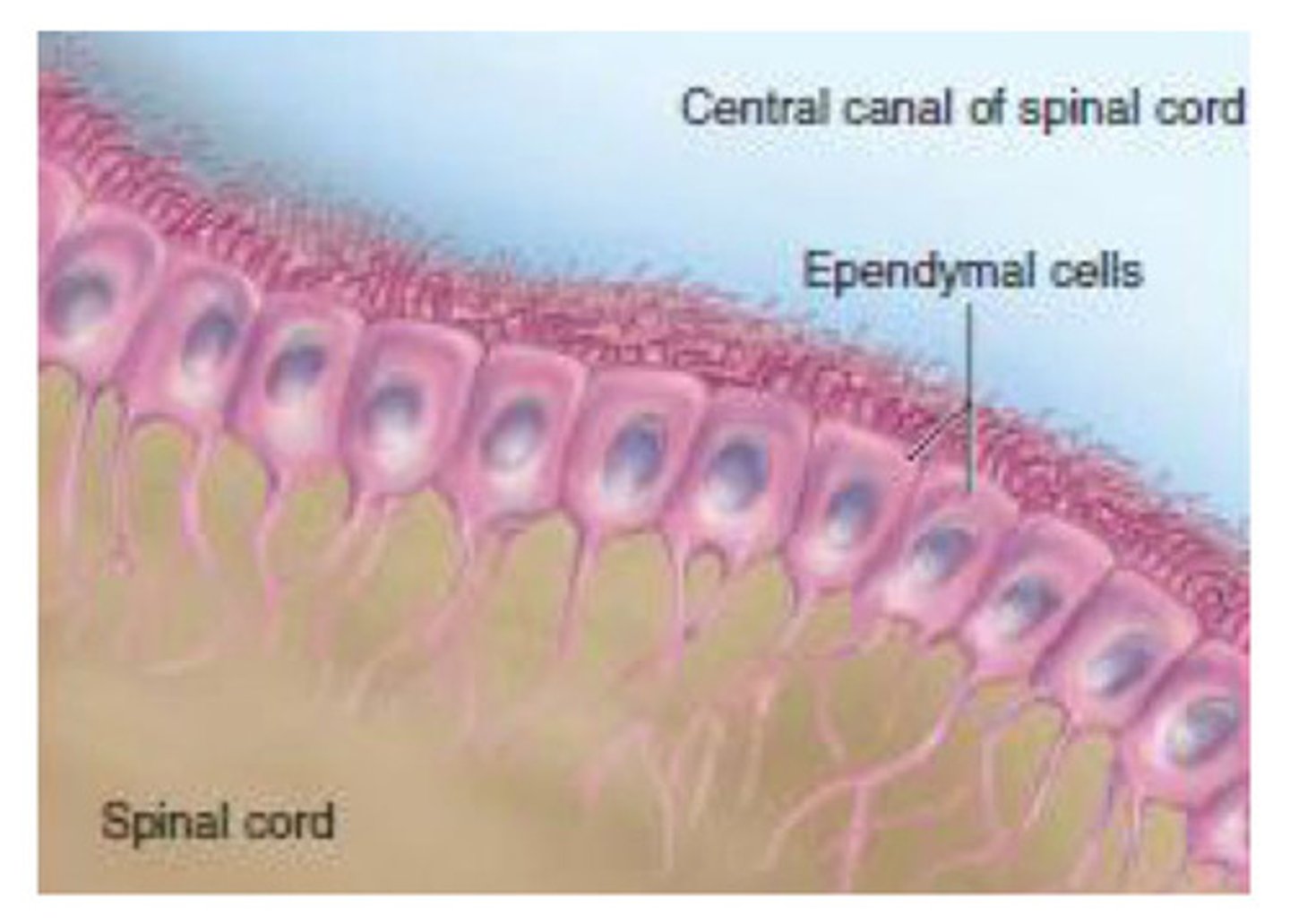 <p>Glial cells that line the brain's ventricles and secrete cerebrospinal fluid (CSF).</p>