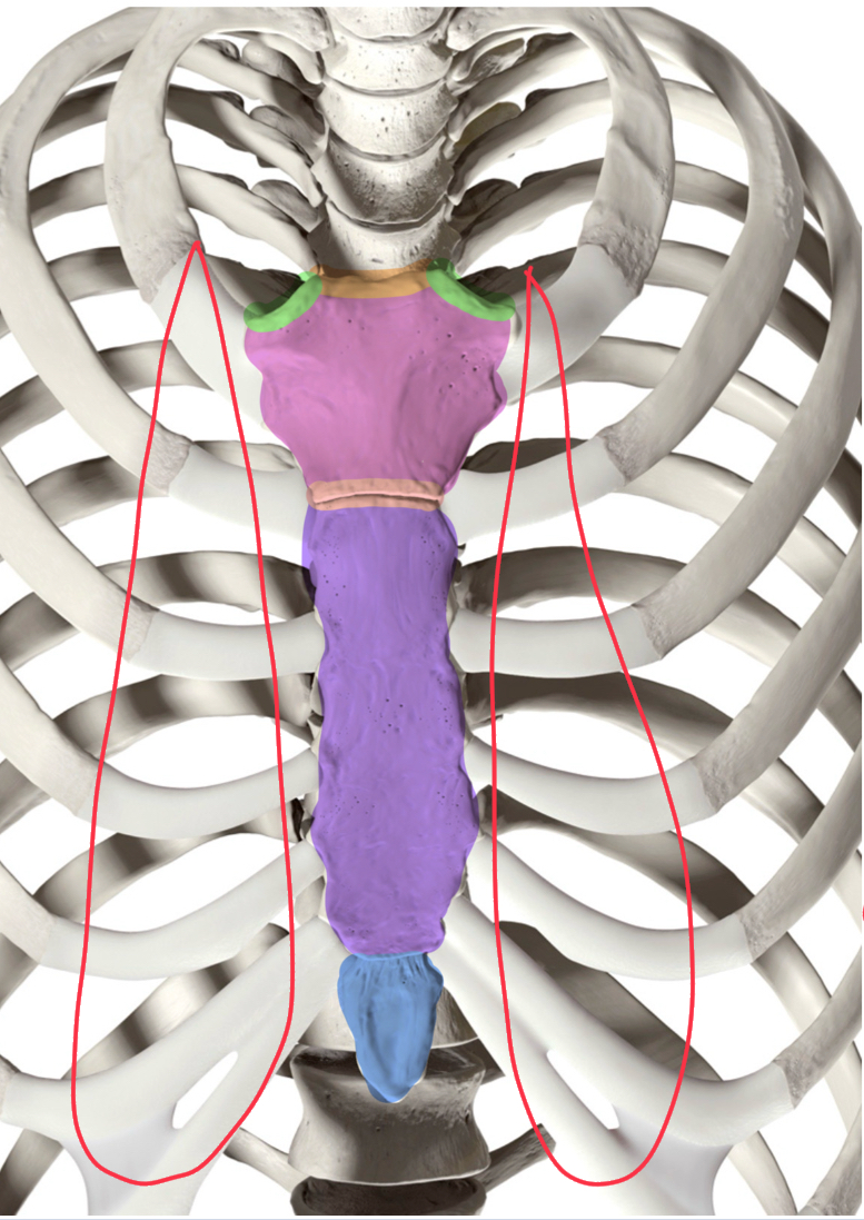 <p>What is the bone highlighted in orange?</p>