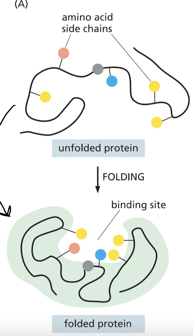The region of a protein that associates with a ligand.

* particular arrangement of amino acids
* amino acids can belong to different portions of the polypeptide chain.
