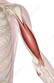 flexes forearm