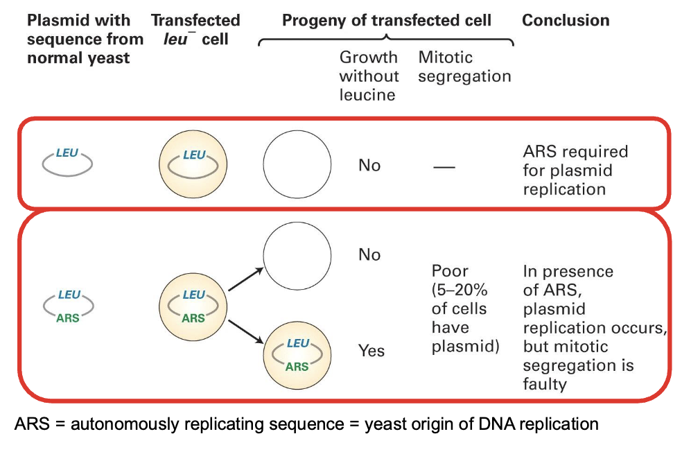 <ul><li><p><em>In these experiments, we use a circular DNA molecule that carries a gene coding for the enzyme that synthesizes Leucine. Then the cells are grown in environment where there is no leucine so they have t produce their own —&gt; those that can’t die and so we can tell where the gene has been transcribed</em></p></li><li><p>ARS (Autonomously Replicating Sequence) is required for plasmid replication</p><ul><li><p>it is the yeast origin of replication</p></li></ul></li></ul><p></p>