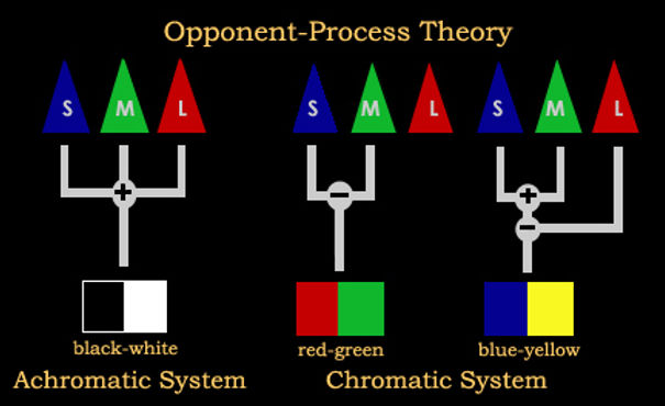 <p>→ States that sensory receptors in the retina come in pairs: red/green, yellow/blue, black/white </p><p>→ Theory explains color afterimages and colorblindness.</p>