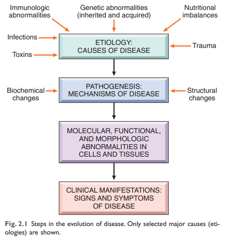 Fig. 2.1 Steps in the evolution of disease. Only selected major causes (etiologies) are shown.