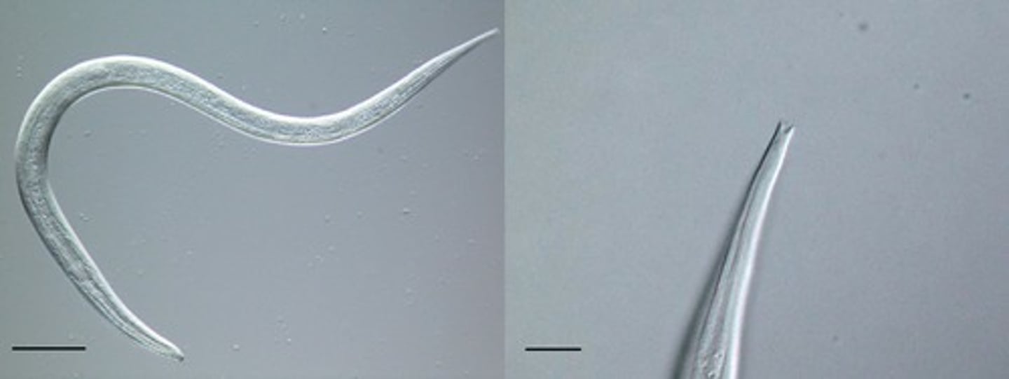 <p>they penetrate the skin, then enter the venous circulation, going to the lungs. They migrate to and develop/ in the lungs wo be caughed up and swallowed. Symptoms include: diarrhea, coughing / pneumonia, hemorrhage / anemia, creeping eruptions of severe pruritus as a result of the cutaneous larva movement.</p>