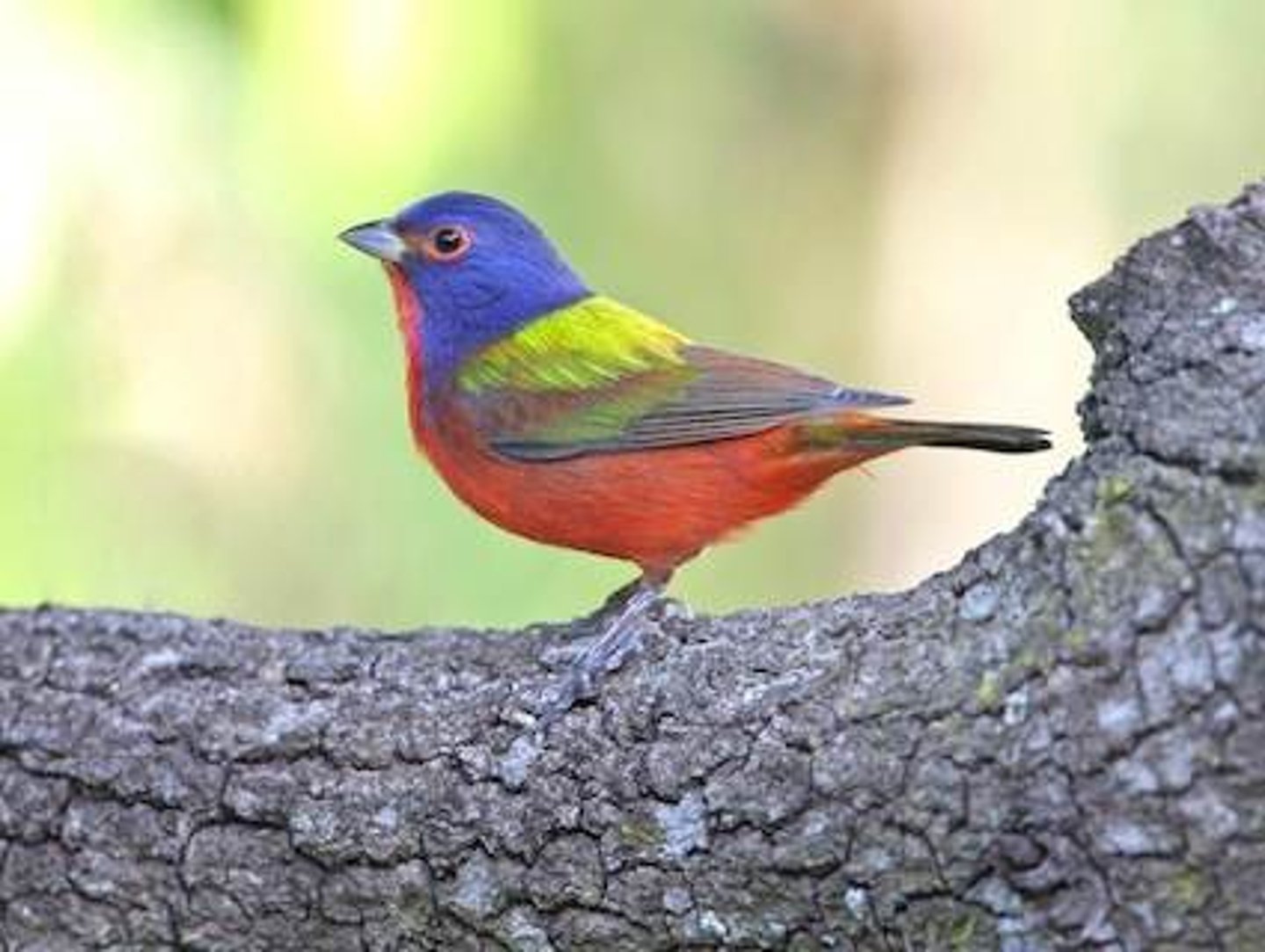 <p>Passeriformes</p><p>blue head, red underneath, green on back with darker wings</p>