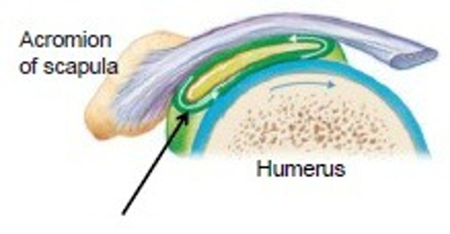 <p>flattened fibrous sacs lined with synovial membrane and containing a thin film of synovial fluid</p>