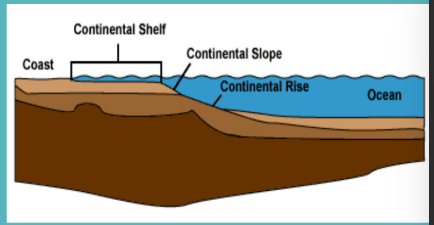 <ul><li><p>continental shelf</p></li><li><p>continental slope</p></li><li><p>continental rise</p></li></ul><p></p>
