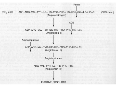 <p>A biochemical pathway that regulates blood pressure, controlling the conversion of angiotensinogen to angiotensin I, and then to angiotensin II, influencing vascular tone and fluid balance. </p>