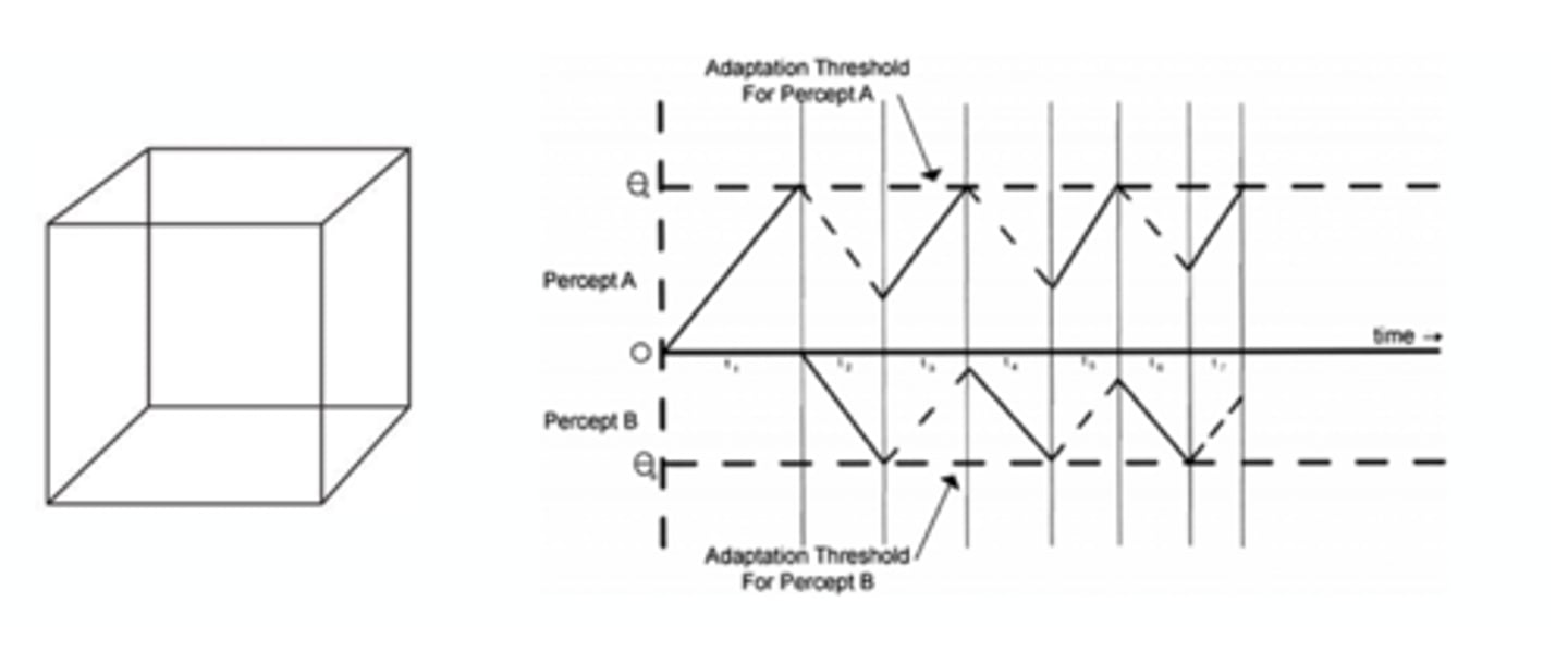 <p>- if you perceive the necker cube one way, the neurons that are perceiving it that way start to fatigue so then it switches to the other perception<br>- through time, the system starts to switch quicker and quicker from A to B</p>