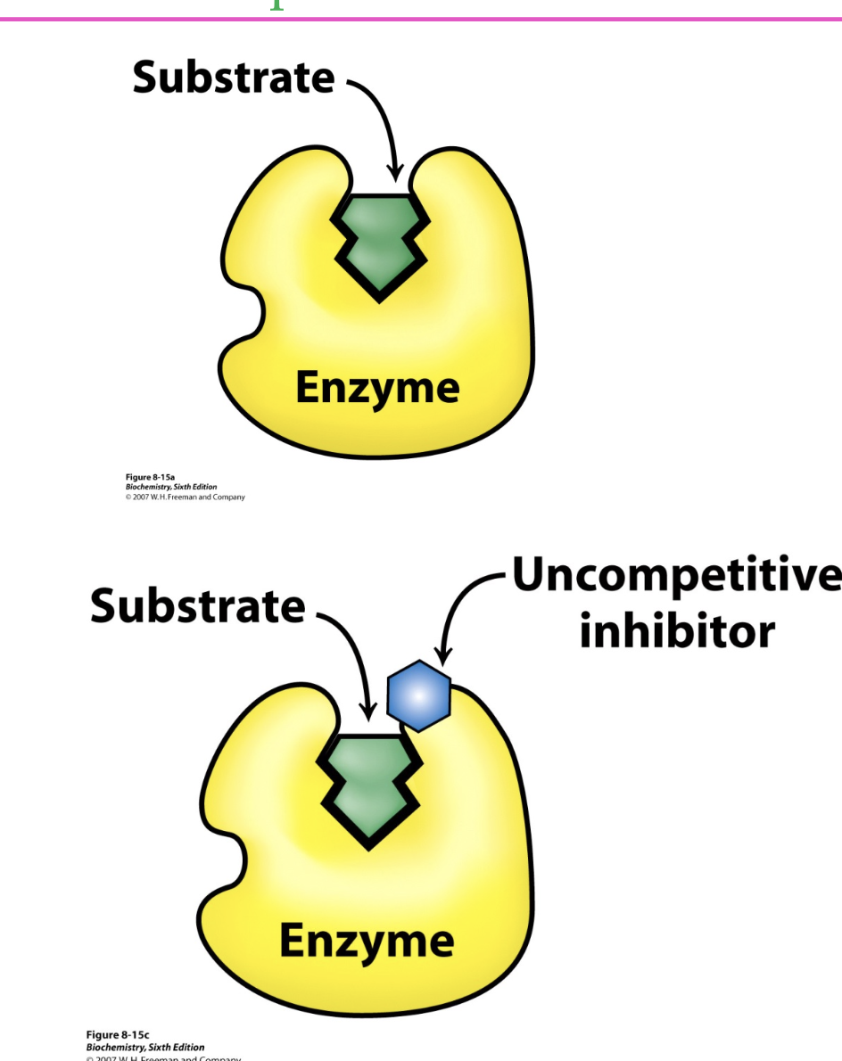<ul><li><p>the inhibitor binds to the whole ES complex, to stop it from forming product</p><ul><li><p>the ESI complex can NOT form products</p></li></ul></li><li><p>the binding site for the inhibitor isn’t created until the enzyme binds to the substrate</p></li><li><p>inhibition can NOT be overcome by adding more S</p></li></ul><p></p>