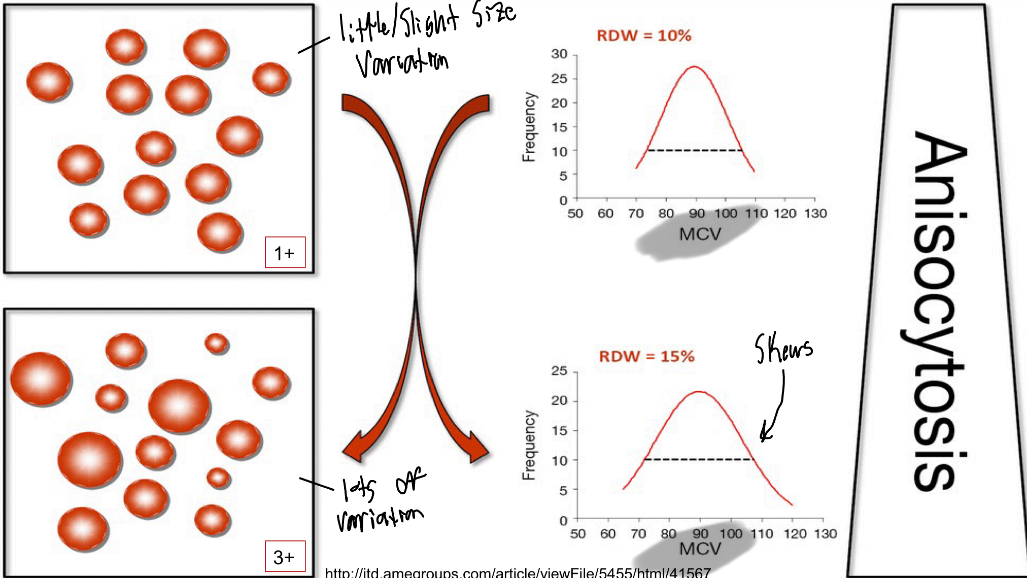 <ul><li><p>It is the volume per average RBC</p><ul><li><p>Essentially, it detects the variation in size/volume of RBCs</p></li></ul></li><li><p>Mesured</p></li></ul><p></p>
