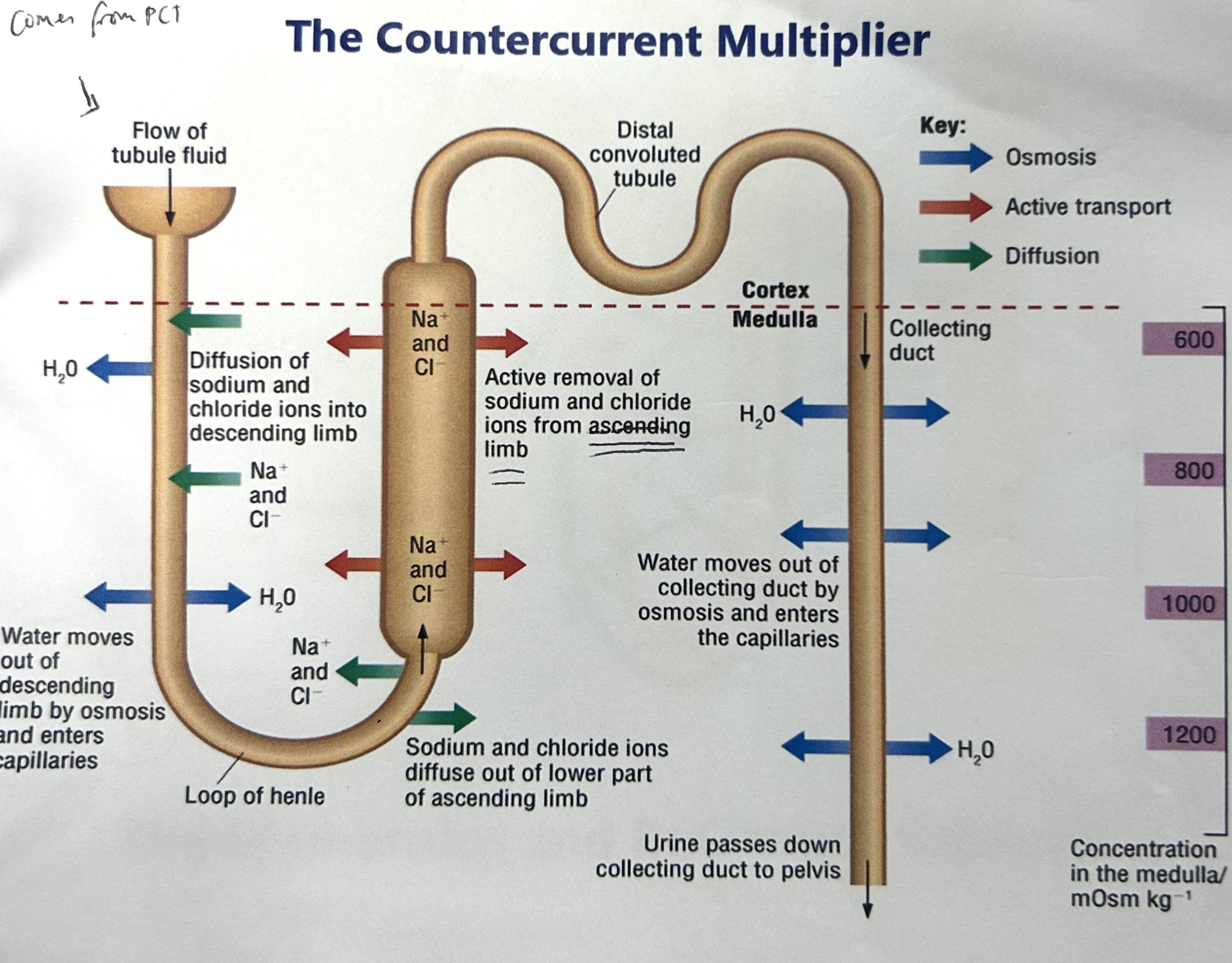 <p>explain how the countercurrent multiplier works (osmoregulation- how salt is controlled)</p>