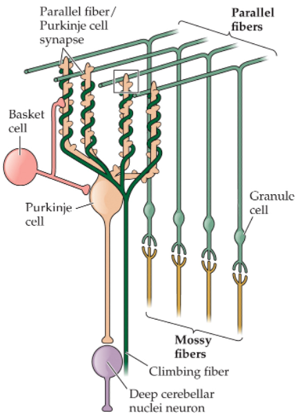 <ul><li><p>connect Purkinje cell dendrites (wrapping around them) to form numerous connections</p></li><li><p>when fired, causes a Purkinje cell to fire</p></li><li><p>funneling of information</p></li></ul><p></p>