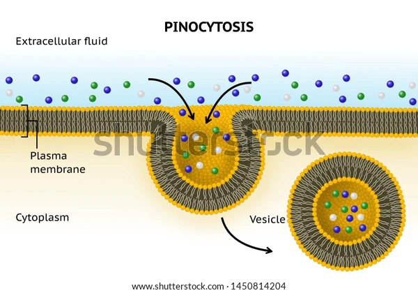 <p>Pinocytosis(cell drinking)</p>
