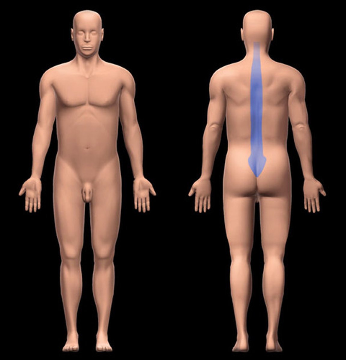 <p>overlies spinal column or vertebrae; on posterior side of trunk</p>