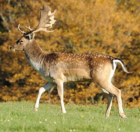 <p>zařaď živočicha do systému</p><p>Třída - řád - čeleď - druh čeština (latina)</p>