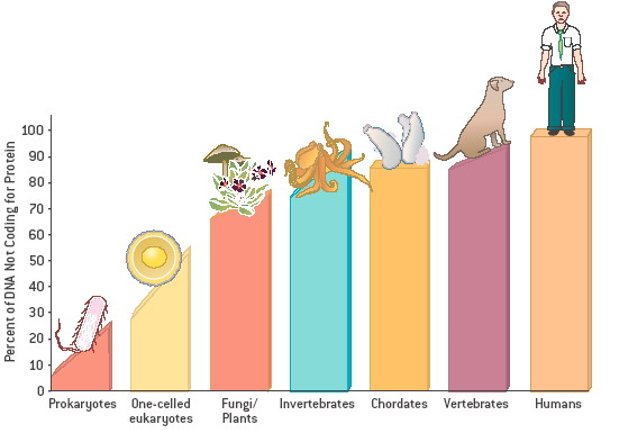 <p>cDNA, as it just shows mRNA which would’ve made up the protein, whilst the human body is made up of 98% of non-coding DNA</p>