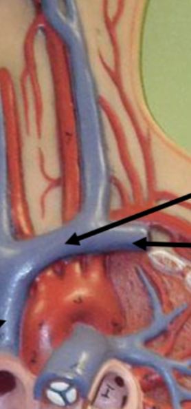 <p>Drains head/arm (same logic as artery)</p>