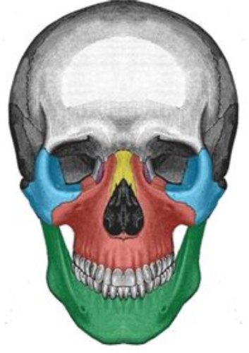 <p>What facial bone is yellow</p>