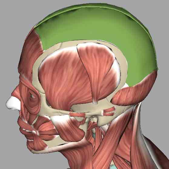 <p>Tough band of connective tissue connecting frontalis and occipitalis muscles.</p>