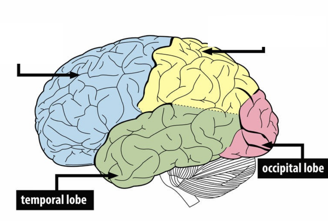 <p>primary auditory process, also helps us identify faces </p>