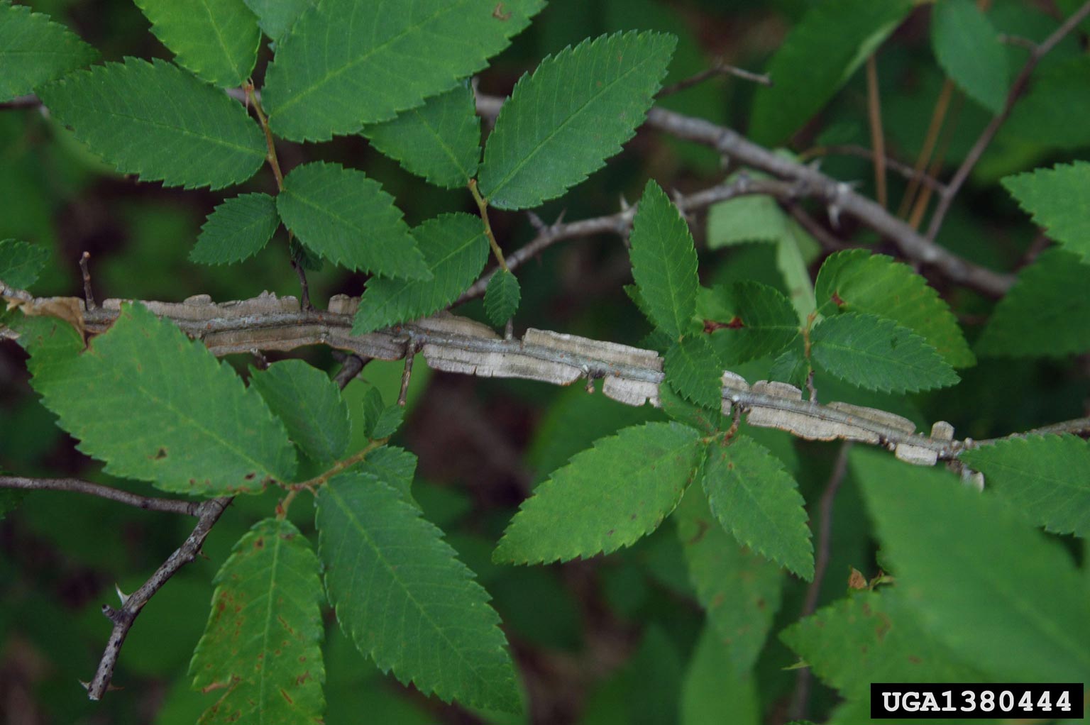 <p>fine thin twigs, corky projections, serrated elm leaves, platey bark smooth when young, smaller than american elm</p>