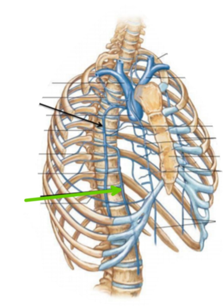 <p>identify the structure(s) indicated by the arrow</p>