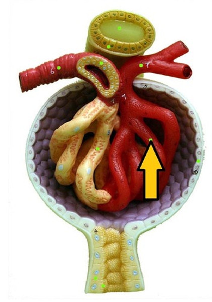 <p>- Network of capillaries</p><p>- 1 cell-thick wall -&gt; shorter distance for the transport of materials to the glomerular capsule.</p><p>- Permeable membrane -&gt; increase efficiency for the transport of materials. Although large structures like erythrocytes, leukocytes and proteins cannot pass.</p>