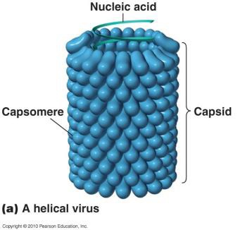virus structure
continuous helix of capsomers forming a cylindrical nucleocapsid
RNA strand inside