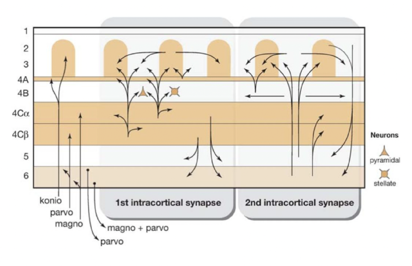 false, from LGN onwards, there are parallel inputs into V1
