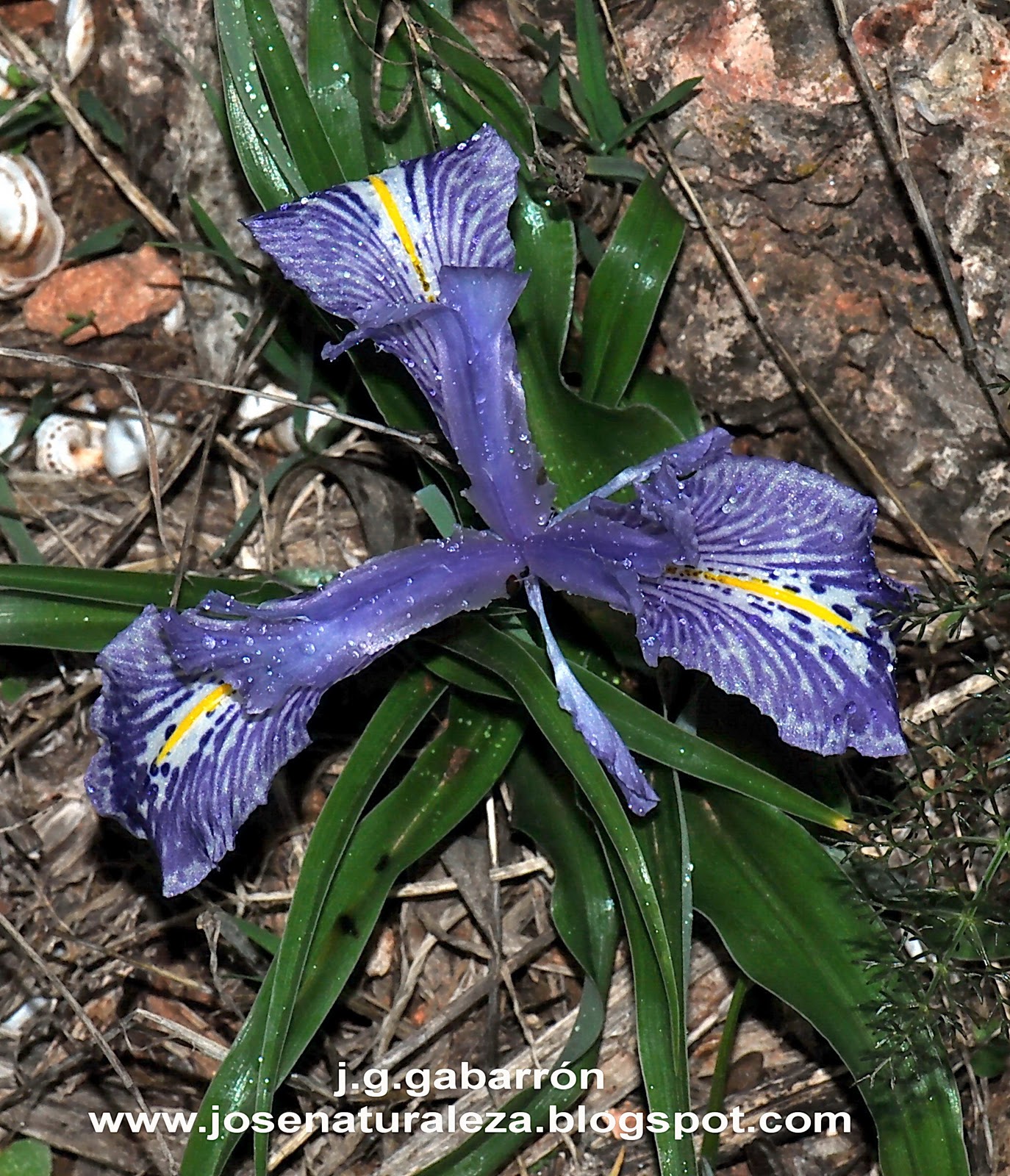 <p>What are the identifying features of the Iridaceae family?</p>